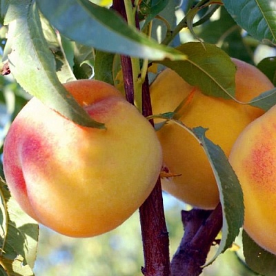 Персики в Волгограде