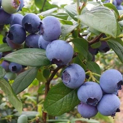 Голубика БЛЮГОЛД в Волгограде