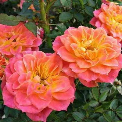 саженцы розы мандарин