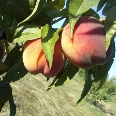 Персик СОФГАФЕН в Волгограде