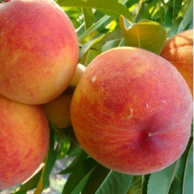 Персик ДИВНЫЙ в Волгограде