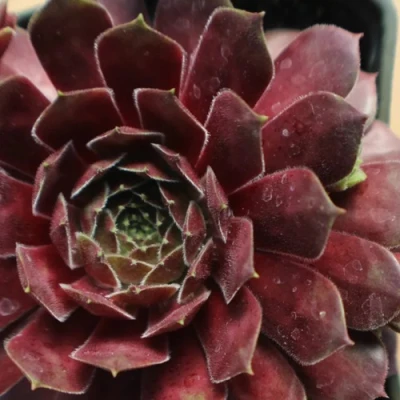 Молодило БЛЭК МОУНТЭЙН в Волгограде