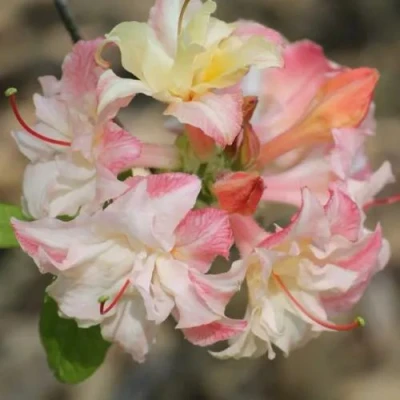 Азалия КЭННОНС ДАБЛ листопадная в Волгограде