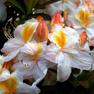 Азалия СИЛЬВЕР СЛИППЕР листопадная в Волгограде