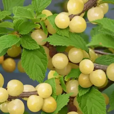 Вишня СНЕВИТ войлочная в Волгограде