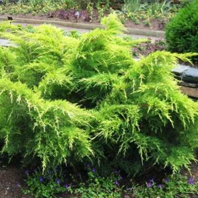 Можжевельник ГОЛД КОСТ средний в Волгограде