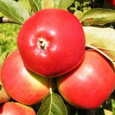 Яблоня СЯБРЫНА в Волгограде