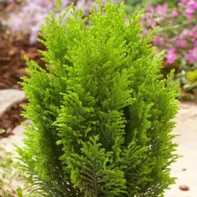 Кипарисовик ЭЛВУДИ ГОЛД лавсона в Волгограде