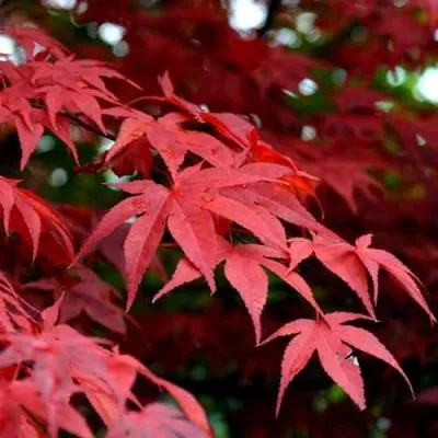 Клен гиннала  в Волгограде