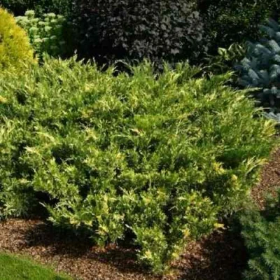 Можжевельник ВАРИЕГАТА казацкий в Волгограде
