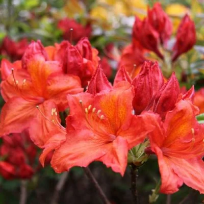 Азалия ЛИЛИНШТЕЙН японская в Волгограде