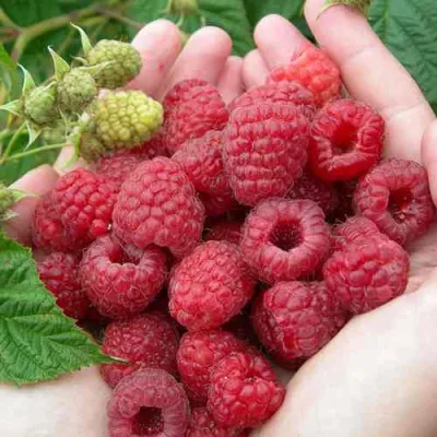 Малина МОЛЛИНГ ДЖУНО в Волгограде