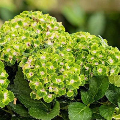 саженцы гортензии рембранд вибрант верде