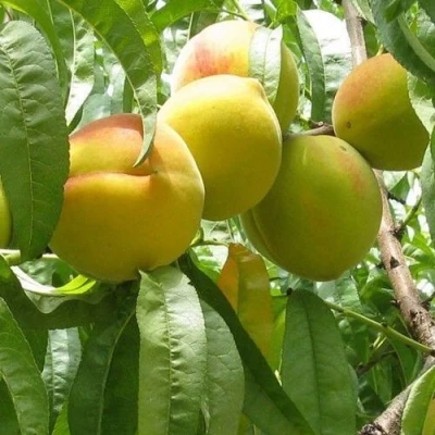 Персик СЕЯНЕЦ СТАРКА в Волгограде