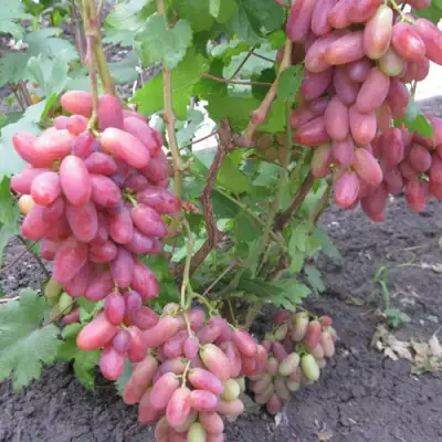 Виноград ЮЛИАН в Волгограде