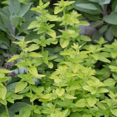 Душица ТАМБЛС ВАРИЕТИ обыкновенная в Волгограде