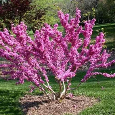 ЦЕРЦИС канадский  в Волгограде