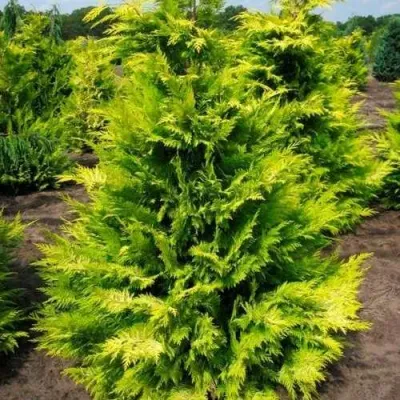 Кипарисовик ГОЛДЕН ВОНДЕР лавсона в Волгограде