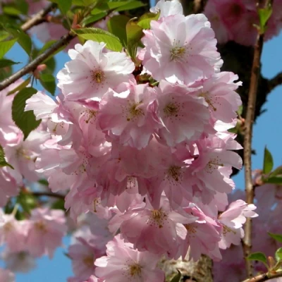 Вишня АККОЛЕЙД цветущая в Волгограде