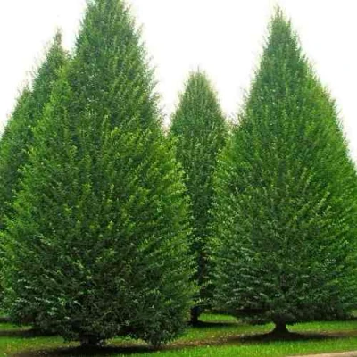 Граб  в Волгограде