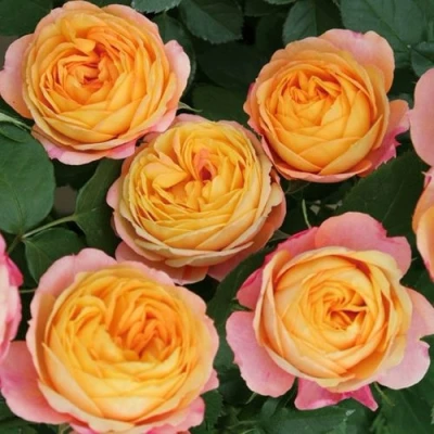 саженцы розы Беби Романтика