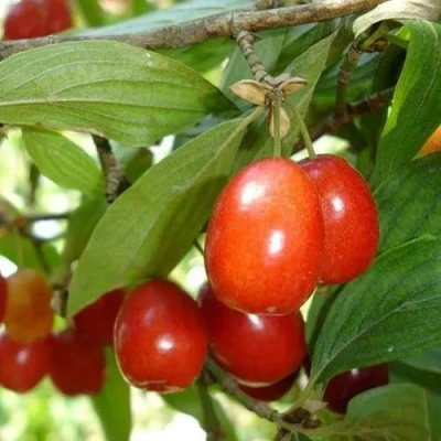 Кизил КОРАЛЛОВЫЙ МАРКА в Волгограде