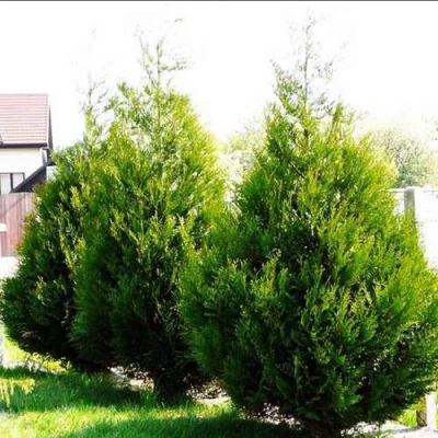 Туя АТРОВИРЕНС складчатая в Волгограде