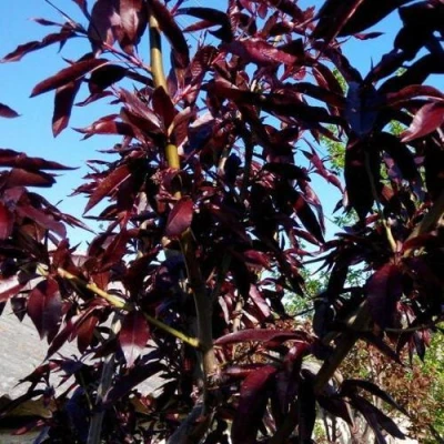 Персик БУРГУНДИ краснолистный в Волгограде