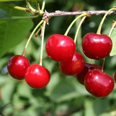 Вишня ЗАРАНКА в Волгограде