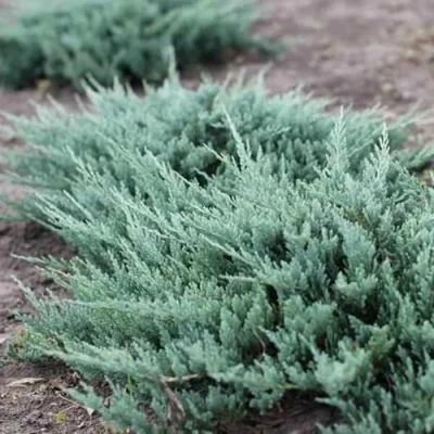 Можжевельник БЛЮ ЧИП горизонтальный в Волгограде