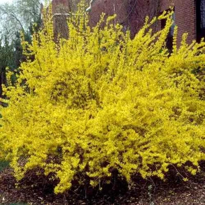 Форзиция ТАРАНДТ промежуточная в Волгограде