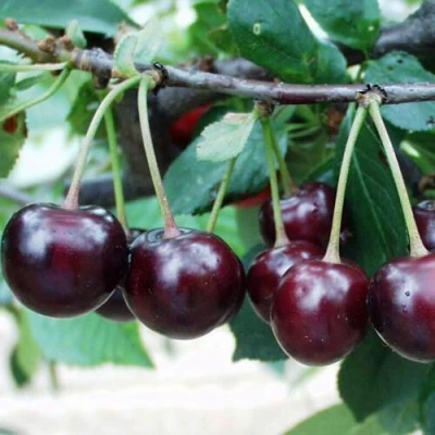 Вишня Морозовка