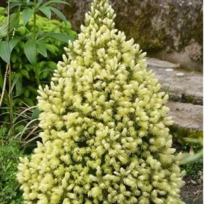 Ель МАЙГОЛД колючая в Волгограде