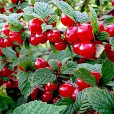 Вишня ВОСТОРГ войлочная в Волгограде