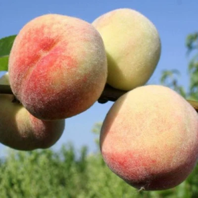 Персик ДОНЕЦКИЙ БЕЛЫЙ в Волгограде