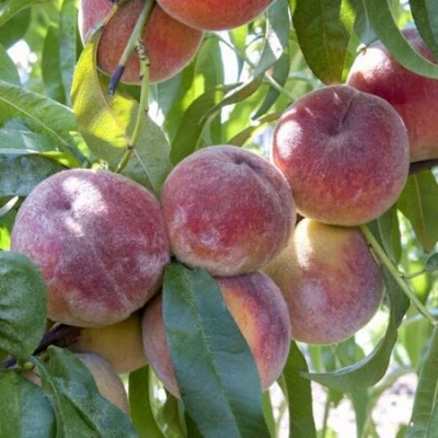 Персик ЗАРМЕНЮ в Волгограде