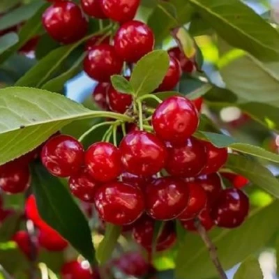 Вишня ГИРЛЯНДА в Волгограде