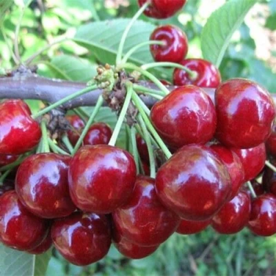 Вишня ДЕСЕРТНАЯ МОРОЗОВОЙ в Волгограде