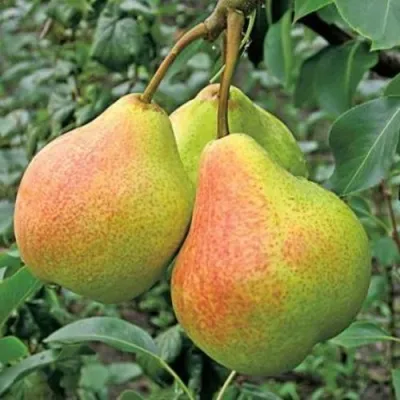 Груша ПАМЯТЬ ЯКОВЛЕВА в Волгограде