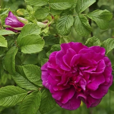 Шиповник ХАНСА в Волгограде