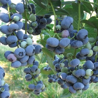 Голубика ЛИБЕРТИ в Волгограде