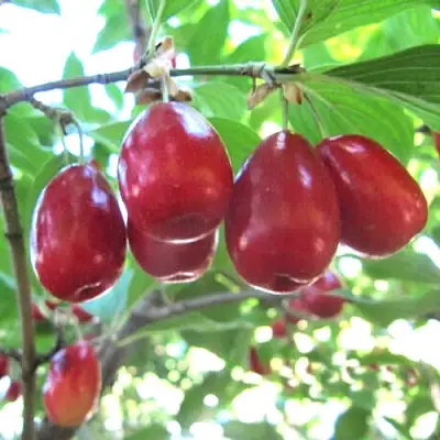 Кизил ЛУКЬЯНОВСКИЙ в Волгограде