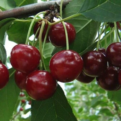 Вишня Память Вавилова