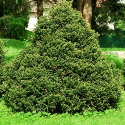 Ель ОЛЕНДОРФИ обыкновенная в Волгограде