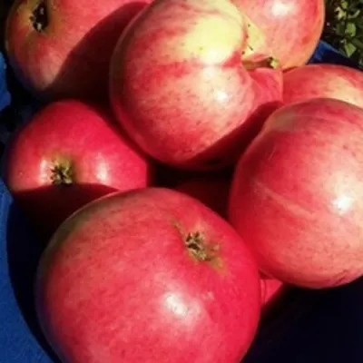 Яблоня СУЙСЛЕПСКОЕ (МАЛИНОВКА) в Волгограде