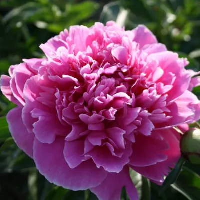 Пион ГОЛУБАЯ ХРИЗАНТЕМА травянистый в Волгограде