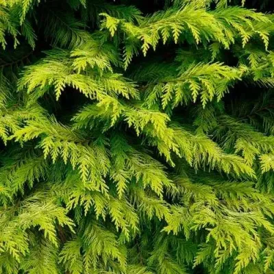 Кипарисовик ГОЛДЕН ВОНДЕР лавсона в Волгограде