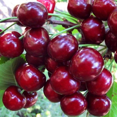 Вишня ЖУКОВСКАЯ в Волгограде