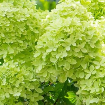 саженцы гортензии литтл лайт