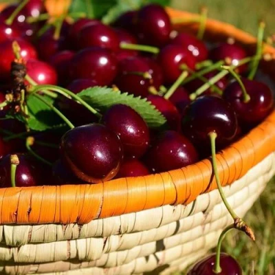 Вишня НЕСВИЖСКАЯ в Волгограде